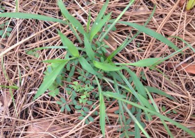 Crabgrass and spurge are both annual weeds