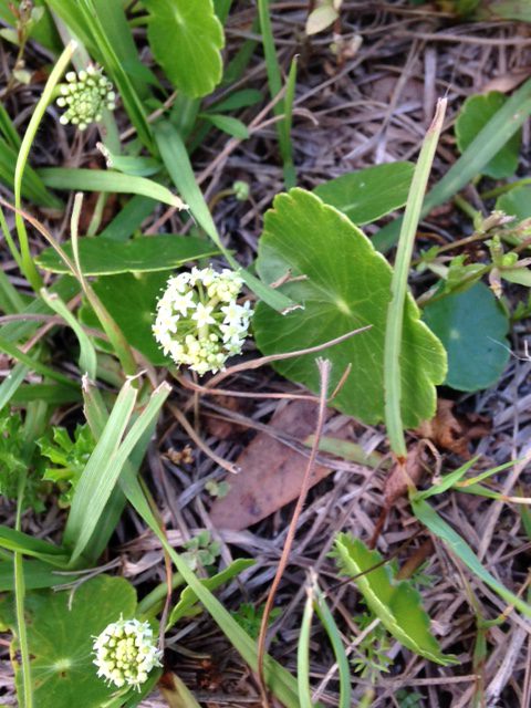 Weed Control Needed Early to Beat Weeds - Virginia Green