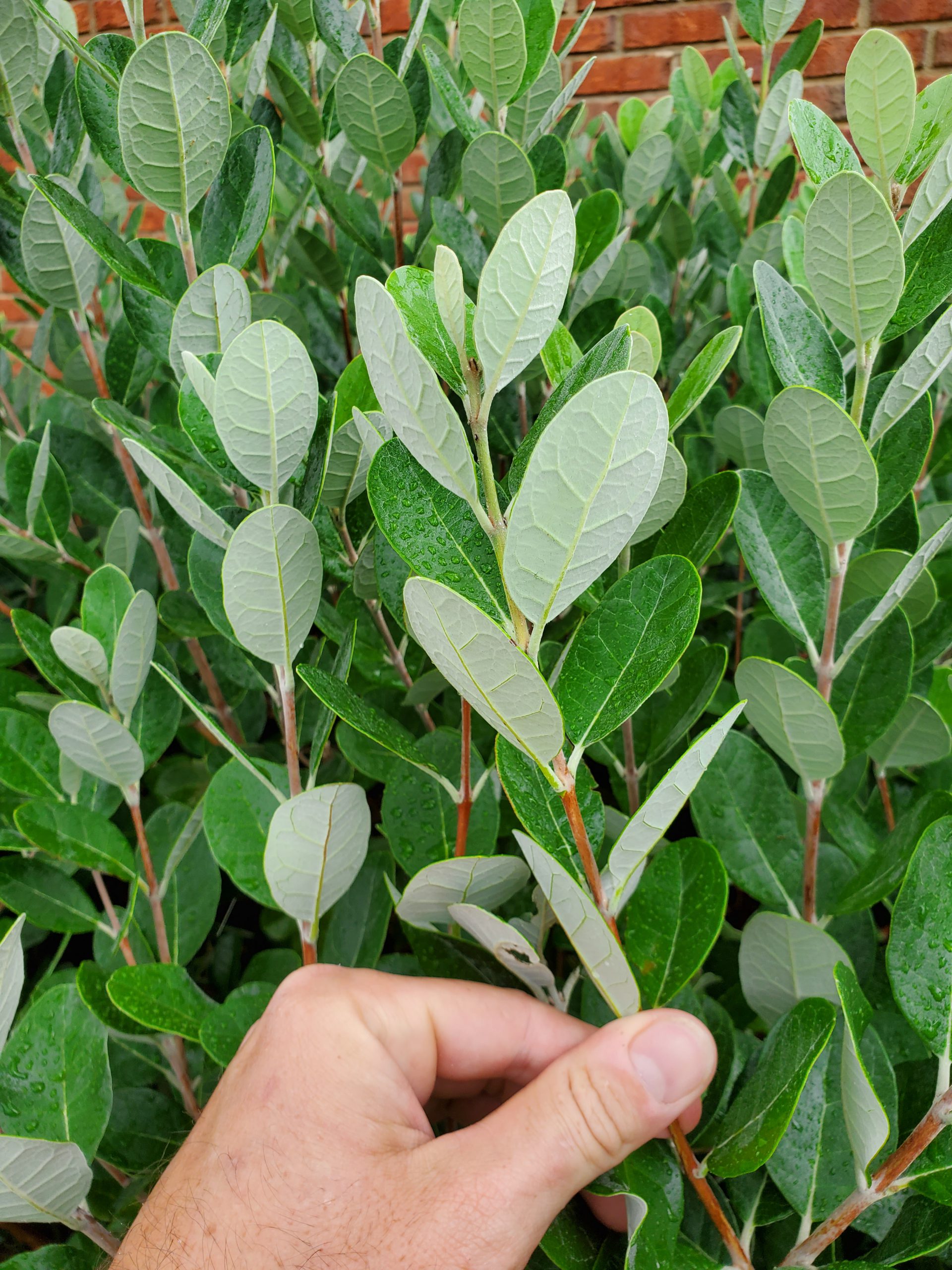 Pineapple Guava An Outstanding FloridaFriendly Shrub Gardening in