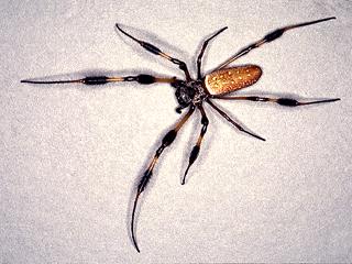 The common spiders of the United States. Spiders. THE CINIFL(3NID