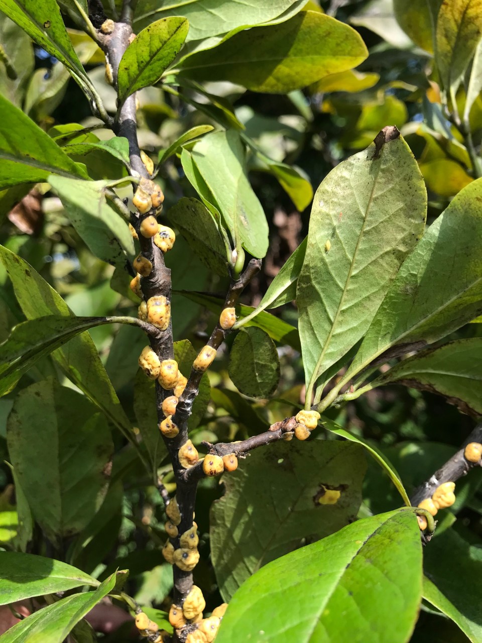 Magnolia Scale: Why Is My Magnolia Tree Covered in White Bumps?