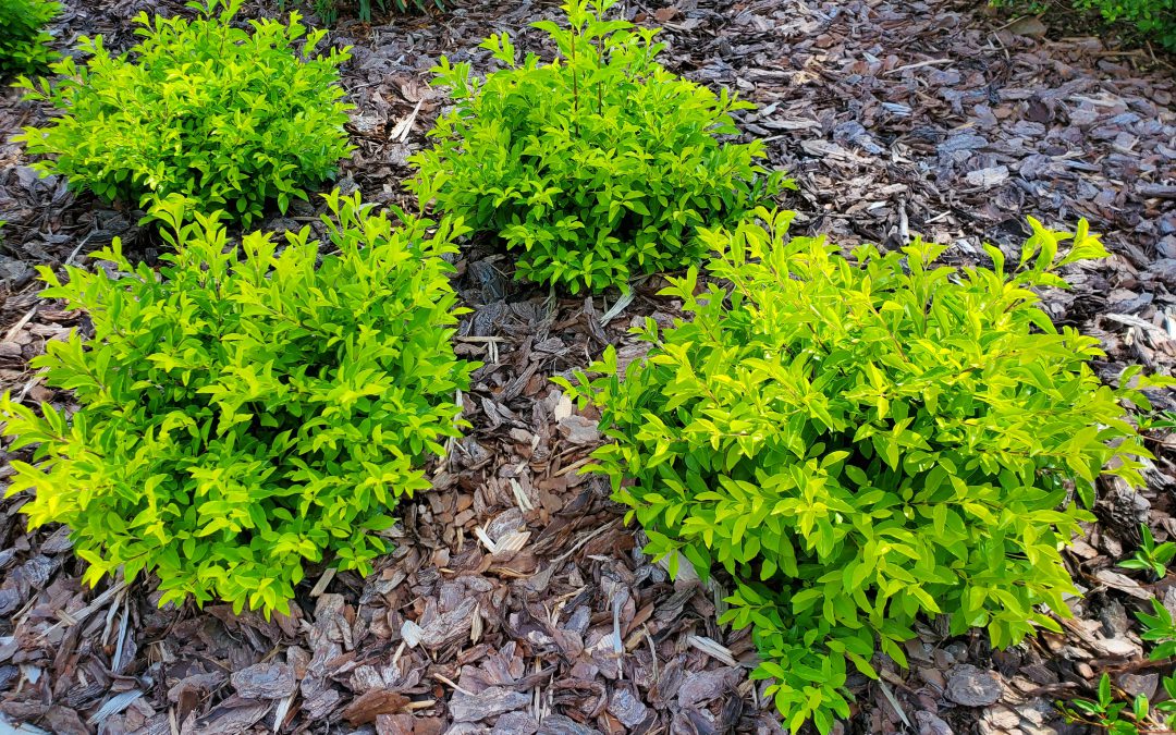 Add a Pop of Color to Your Landscape with ‘Gold Mound’ Duranta