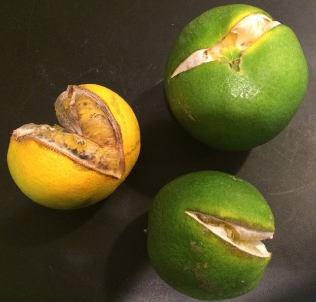 Fruit Drop & Fruit Split, the Heartbreak of Citrus
