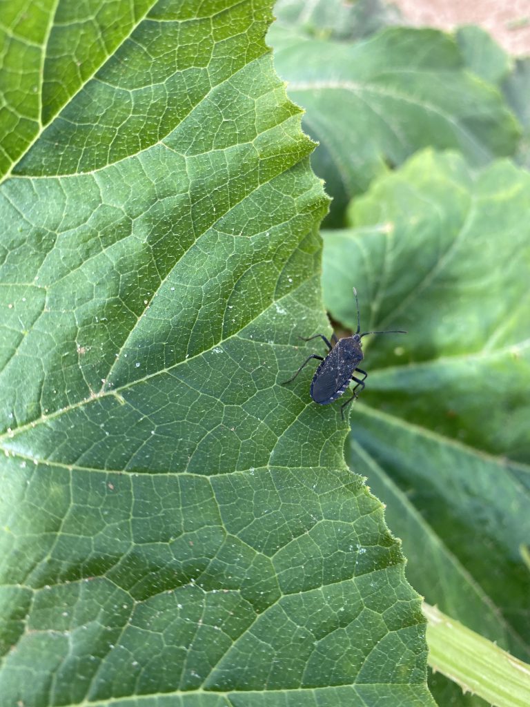 An adult squash bug on a zucchini leaf. 