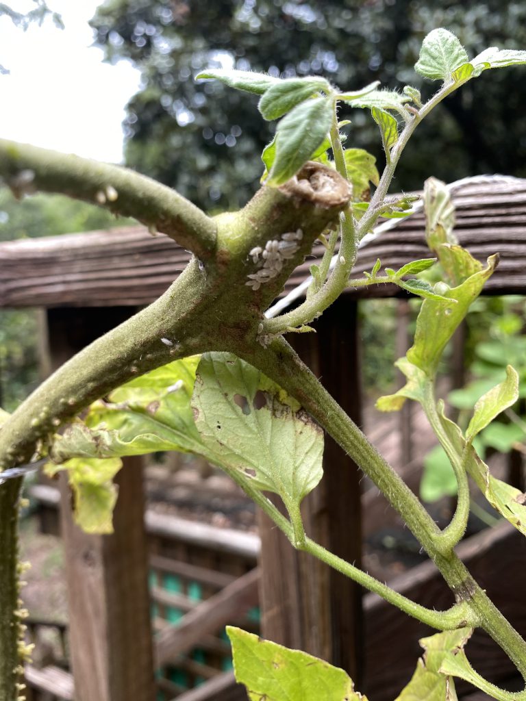Whitefly larvae on a tomato plant.