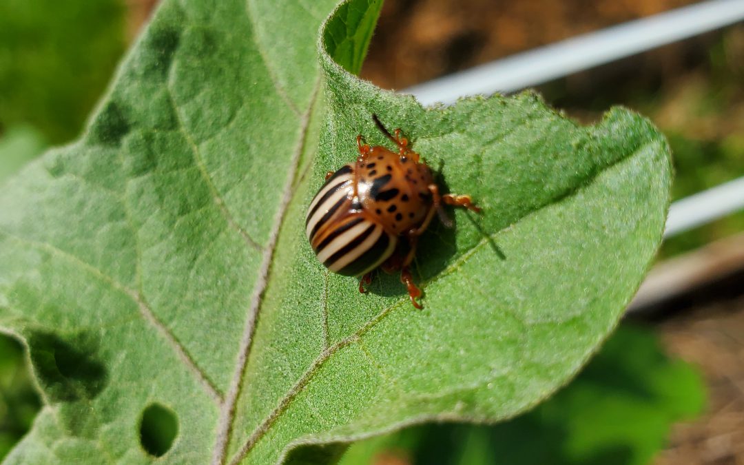 False Potato Beetle:  An Overlooked, Destructive Pest of Eggplant