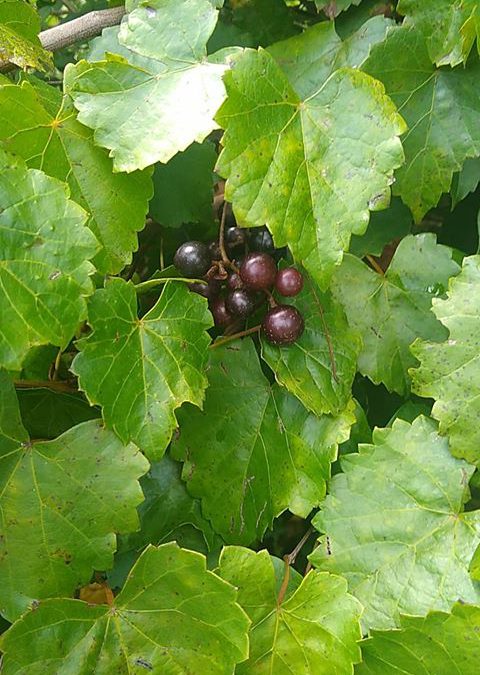 Muscadines–Our Florida Wild Grape
