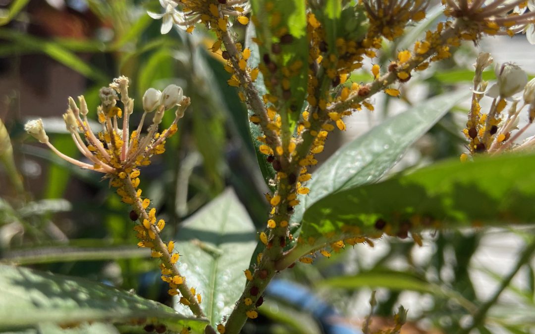 Aphids & Milkweed