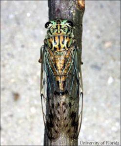 Adult cicada on tree branch