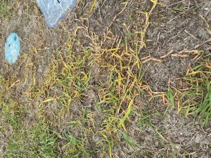 Grass showing reaction to herbicide