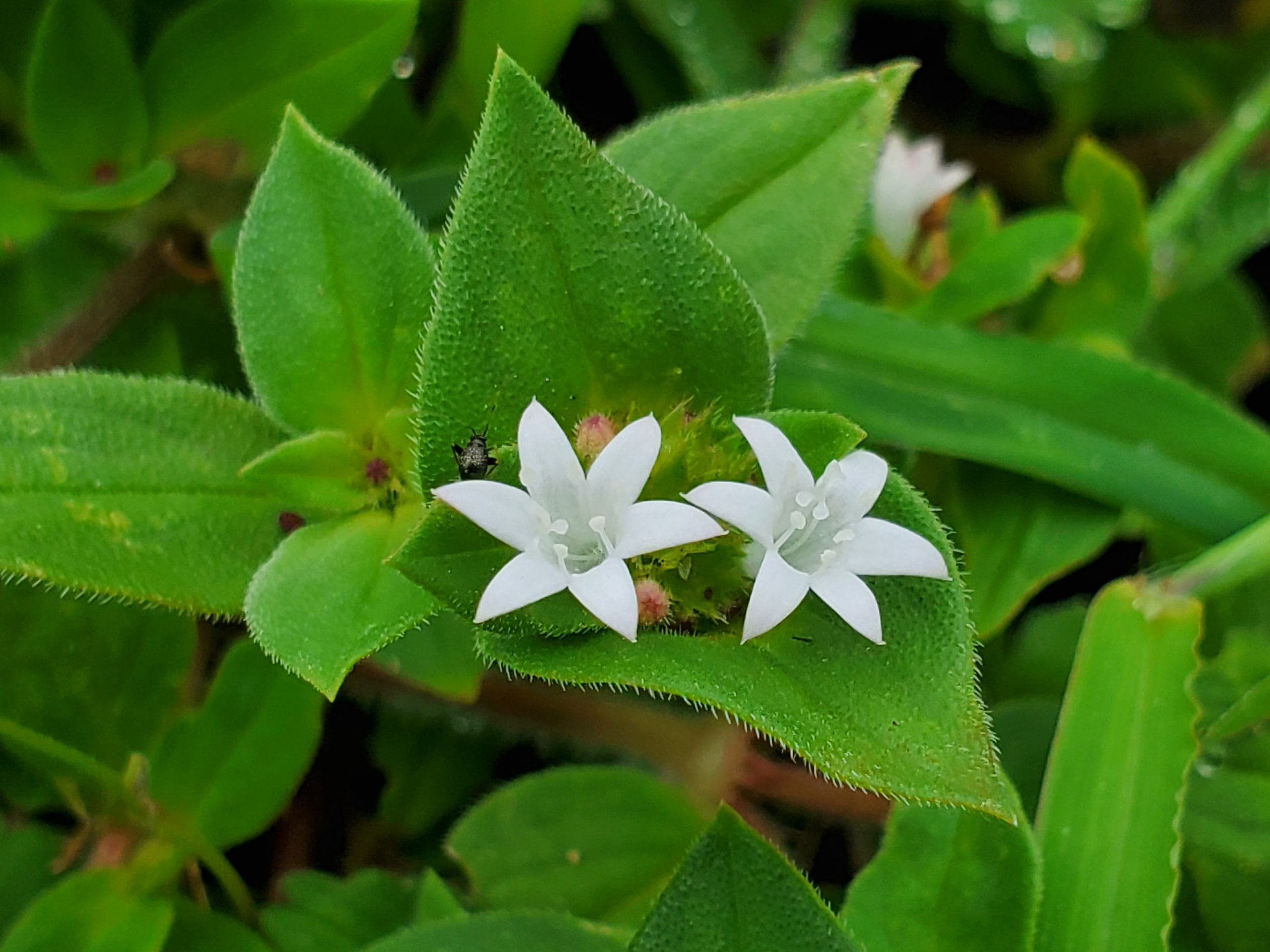 pusley-control-in-florida-turfgrass-gardening-in-the-panhandle