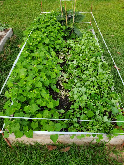 Weeds Gardening In The Panhandle