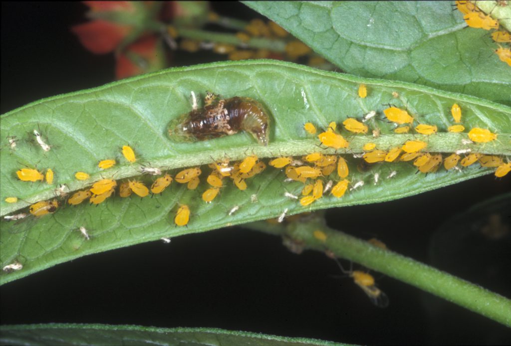 Syrphid larva and oleander aphids. 