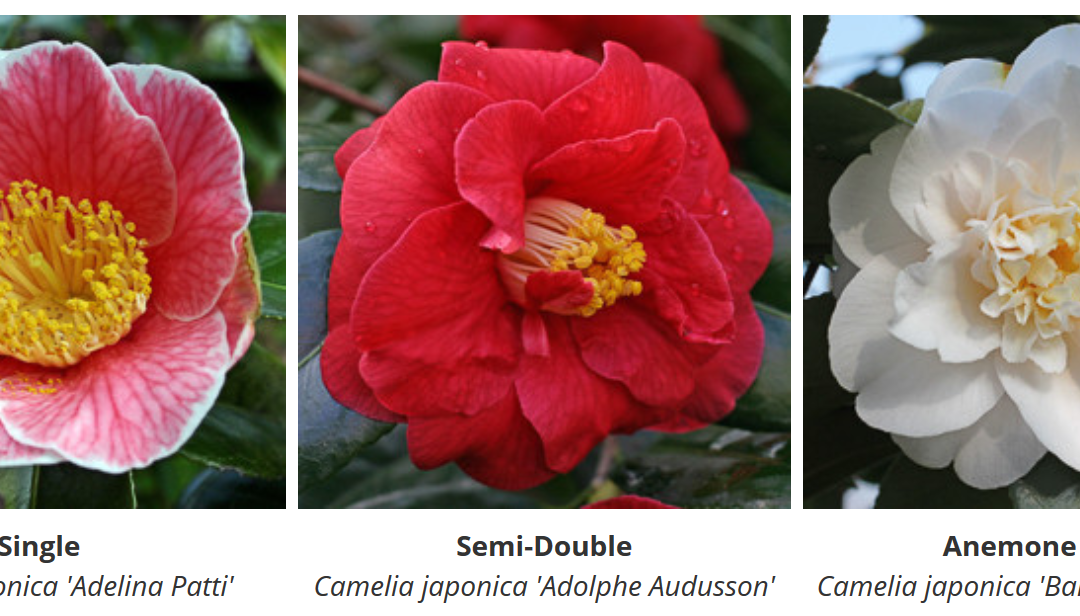 Camellia Care