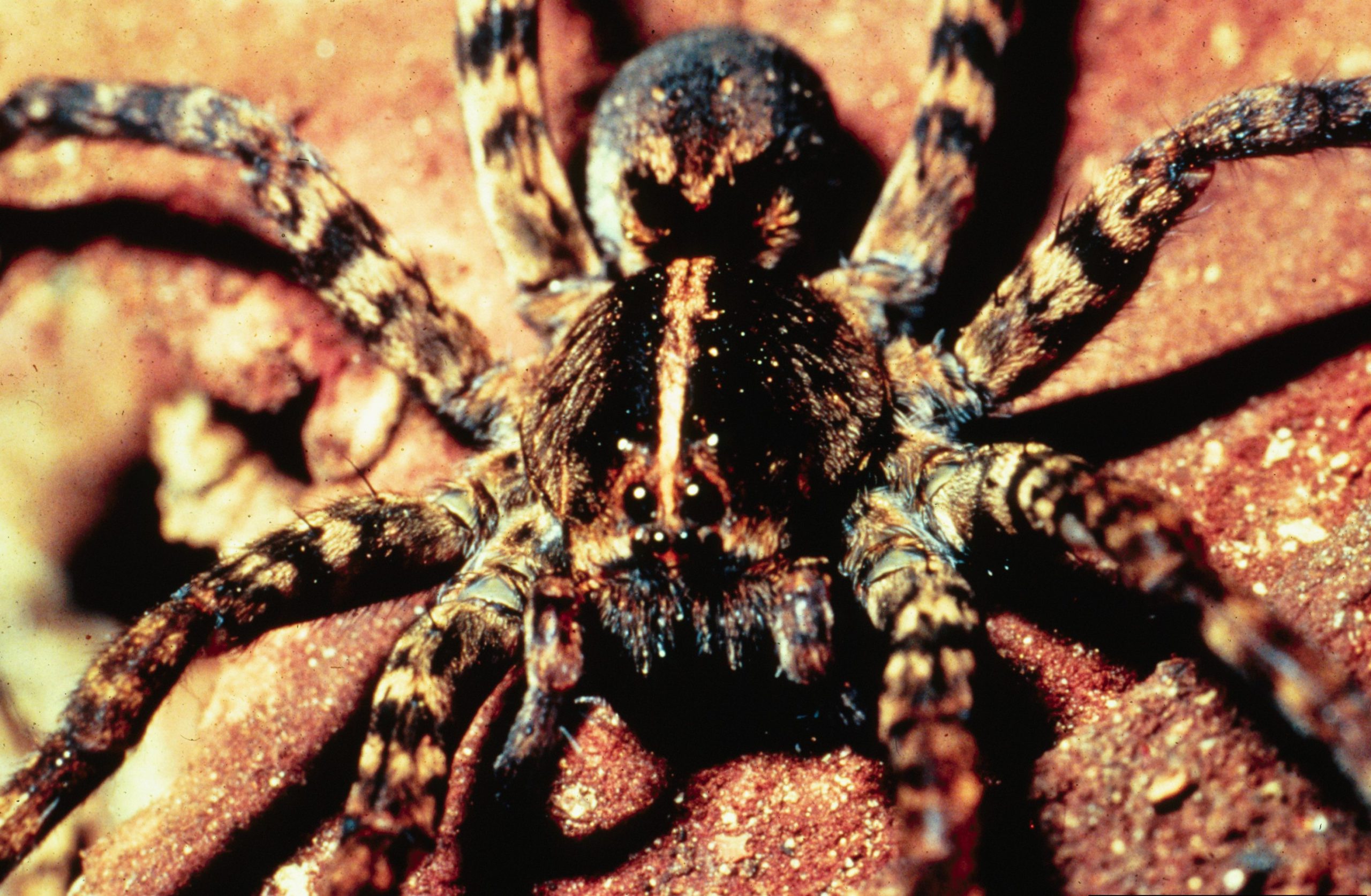 Children's Science Center - Awooo! Despite their name, the rabid wolf  spider's bite is harmless and will not turn you into a werewolf spider.  With eight eyes and eight legs, these hulking
