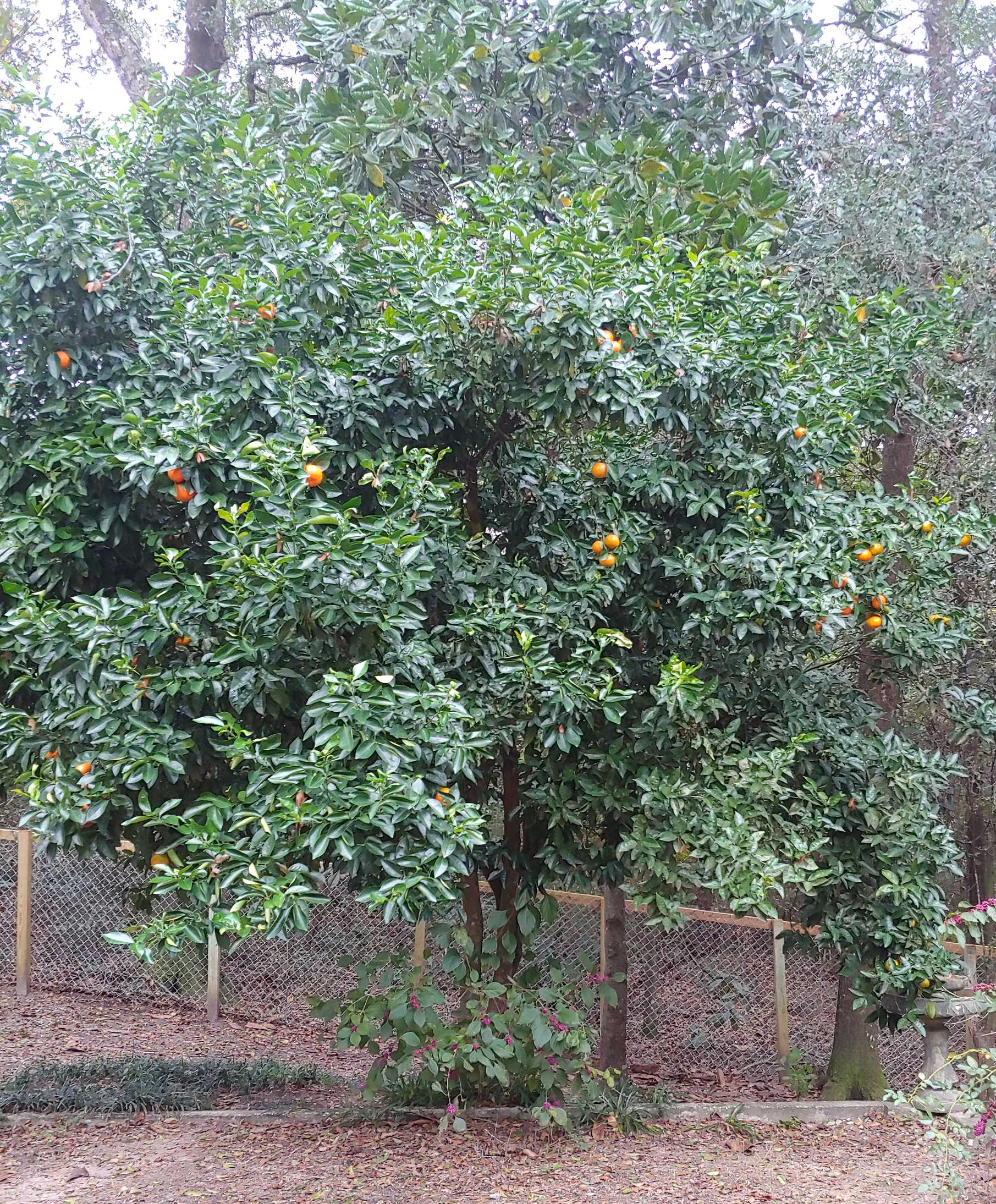orange tree fruit