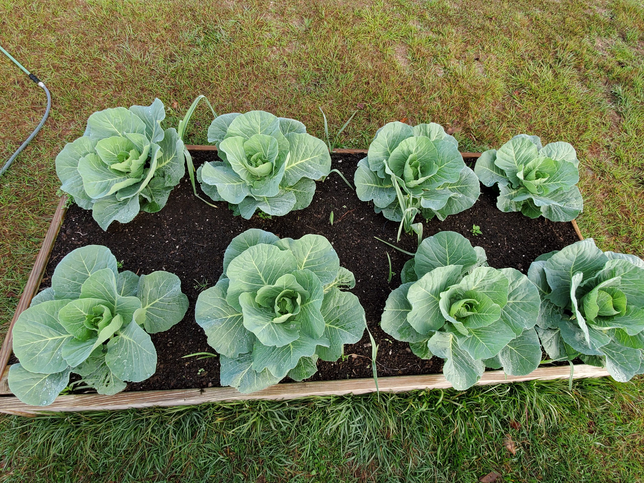 Video Feature Answers to Common Questions about Raised Bed Gardens