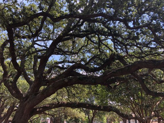 Wind Hardy Trees: Learn About Trees That Can Tolerate Wind