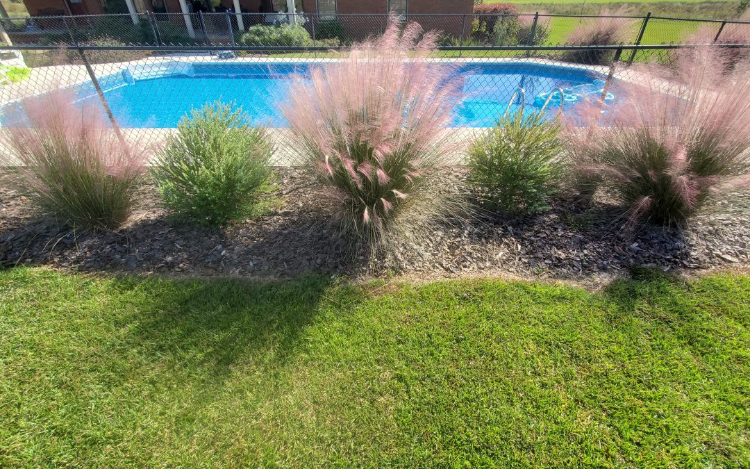 A Landscape Combo for Native Fall Color:  Muhly Grass & Darrow’s Blueberry