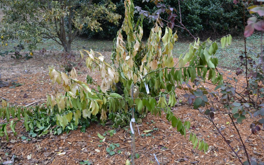 Video: Cold Weather Damage Plant Care
