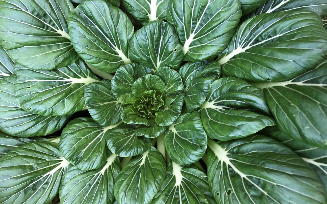 Liven Up Your Garden with Sweet-Tasting Tatsoi