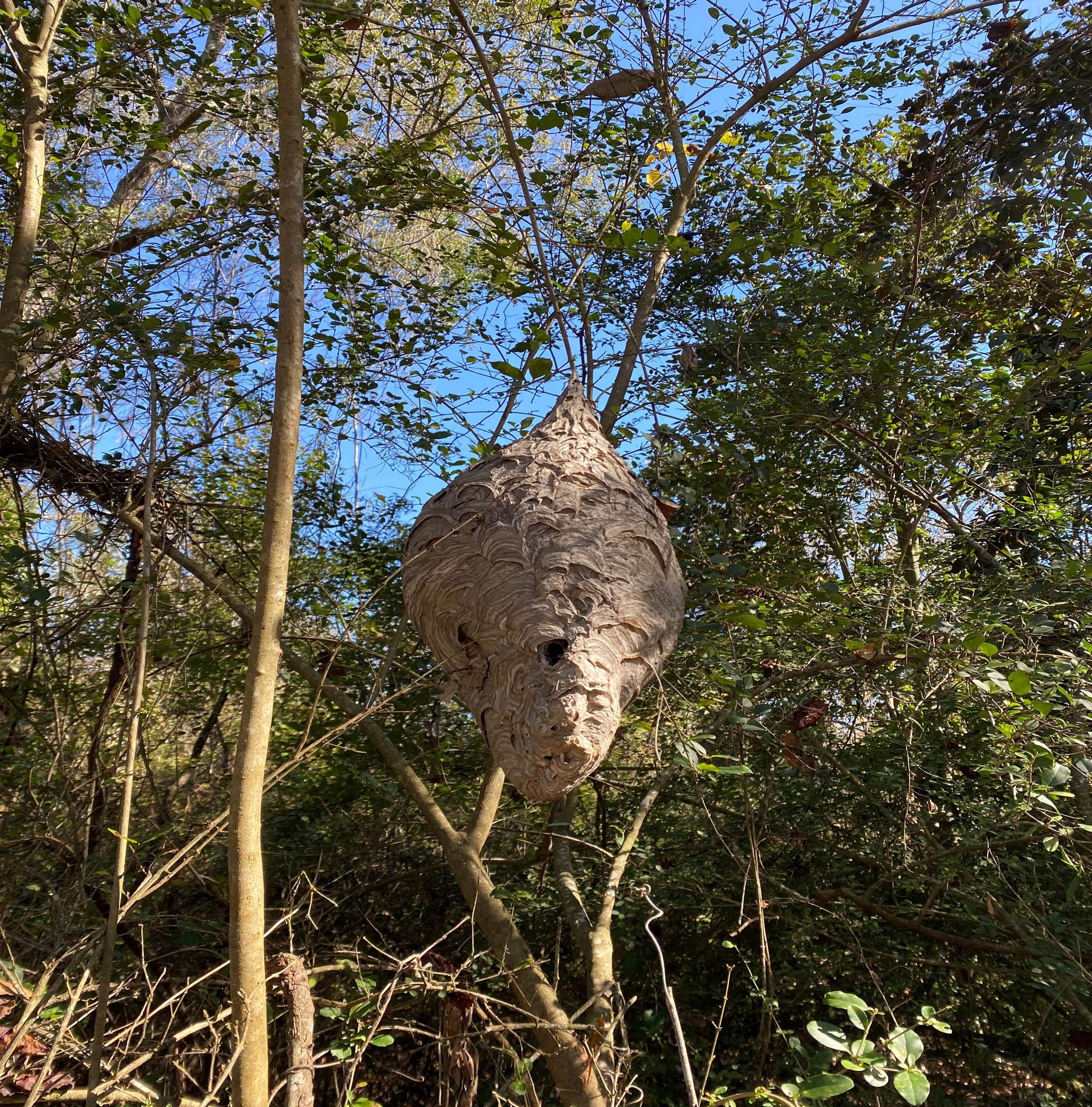 What does a hornets deals nest look like