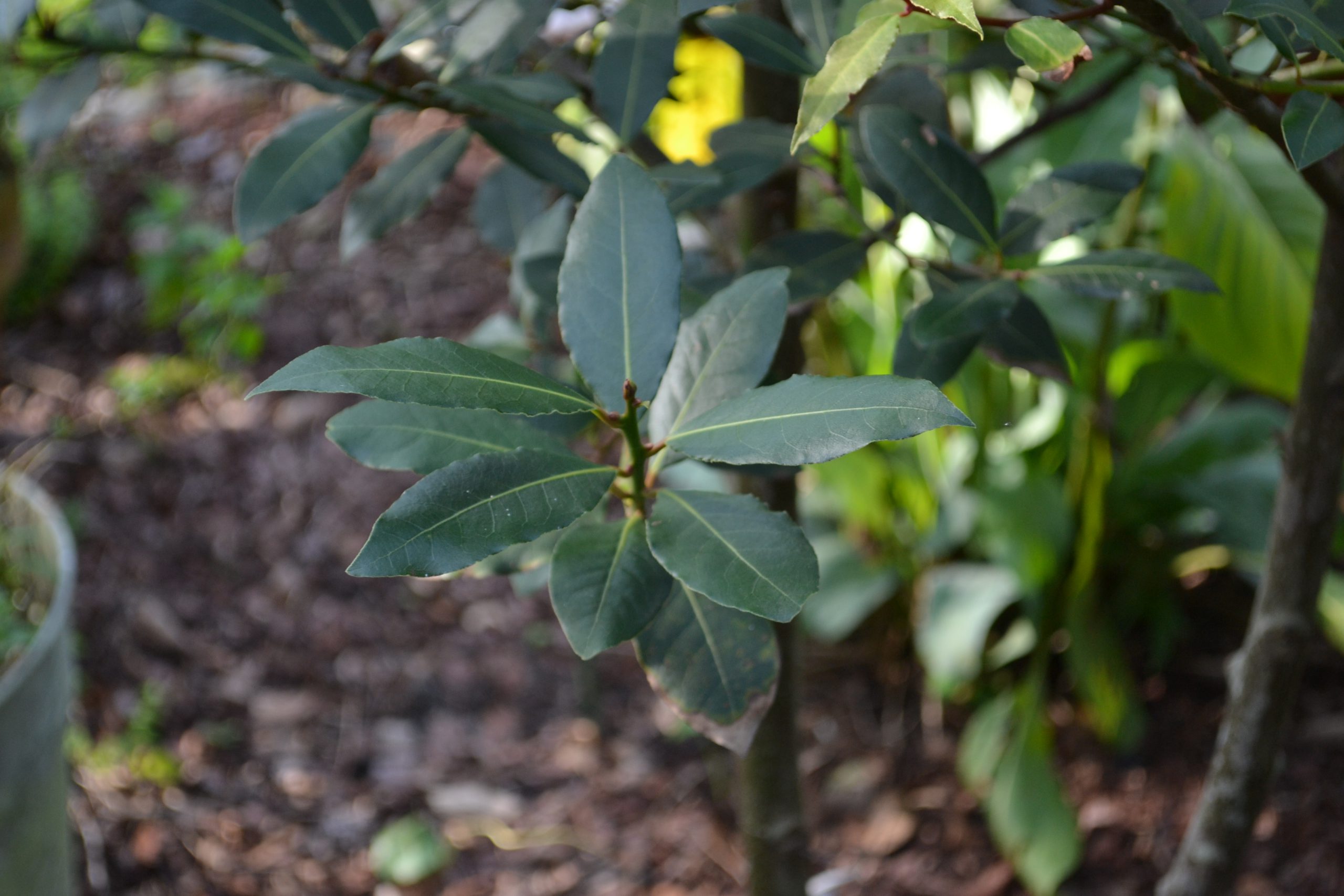 Bay Laurel: An Attractive Culinary Addition for Your Landscape