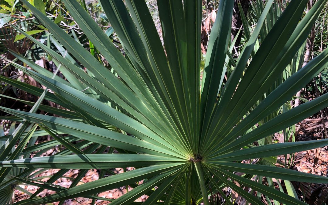 Palm care  Gardening in the Panhandle