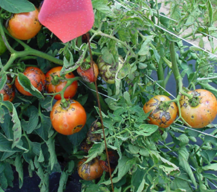 Home Gardeners Plan Ahead – Plant Resistant Tomatoes