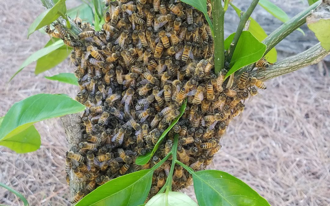 When the Weather Warms, the Bee Swarms