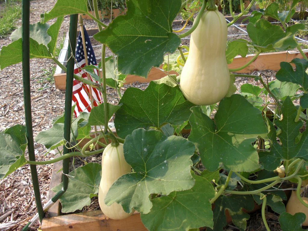 Butternut squash is more resistant to squash vine borers and it has a vining growth habit, perfect for growing on a trellis. Photo by Janis Piotrowski.