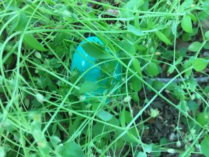 Bluish Easter egg hidden in chickweed