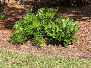 Coontie Palm in landscape.