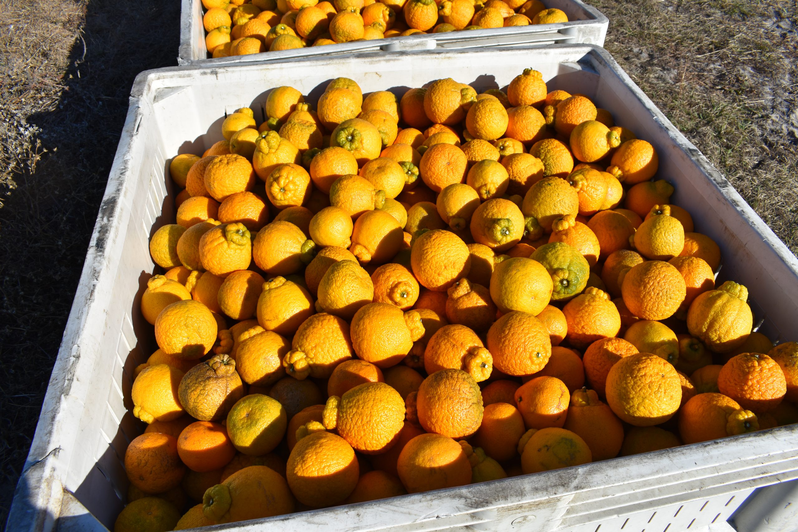 Sumo Citrus to Harvest Its Largest Crop - Citrus Industry Magazine