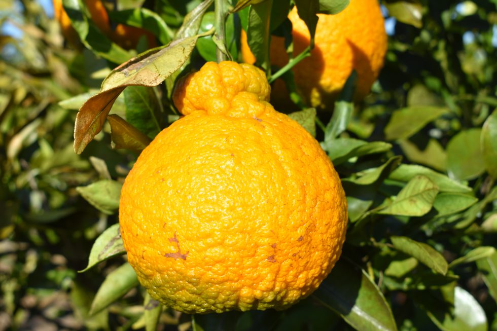 shiranui-mandarin-ugly-fruit-great-flavor-gardening-in-the-panhandle