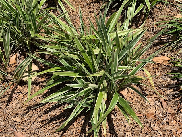 Video: Care of Flax Lily After Winter Damage