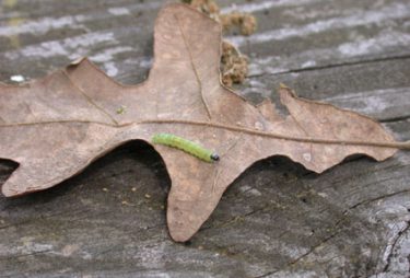 Green Worms in My Yard