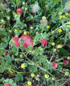 Pink Easter egg hidden in crimson clover and hop clover mix