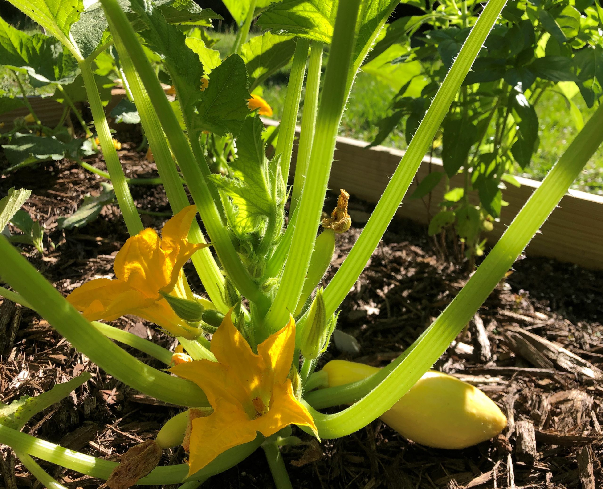 Upcoming Events | Gardening in the Panhandle