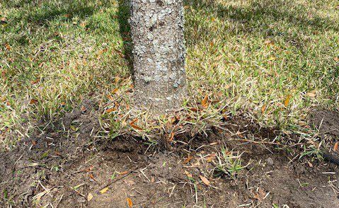 Avoid These Tree Planting Pitfalls