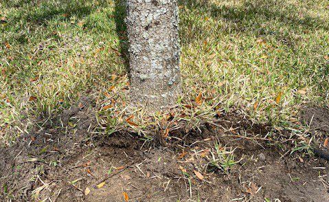 Trees Wrapped In Burlap – Tips On Planting A Balled And Burlapped Tree