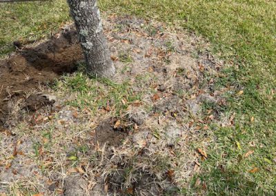 Removing soil and sod from root system of oak tree planted too deep