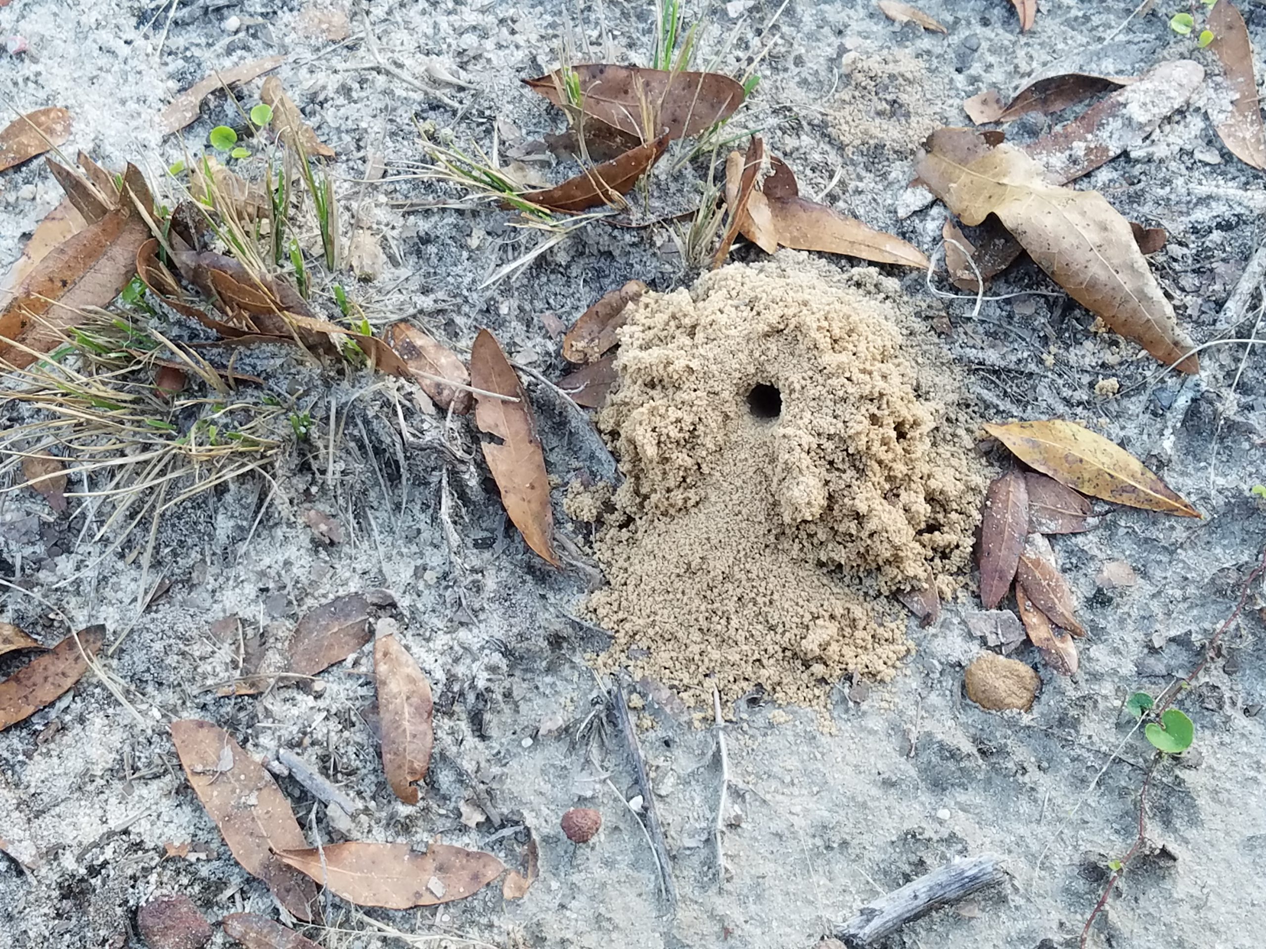 Finding Holes Dug In Your Yard?  Alford Wildlife And Pest Management