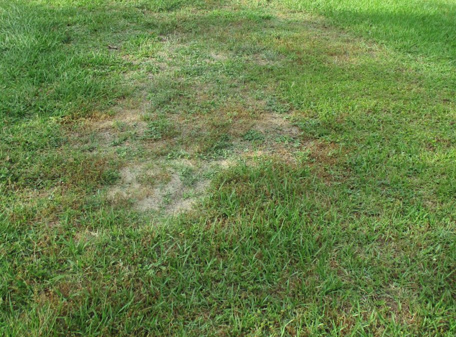 North Florida Lawns are Frustrating