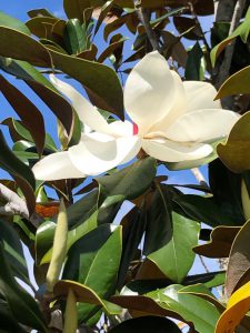 Magnolia Bloom in Spring