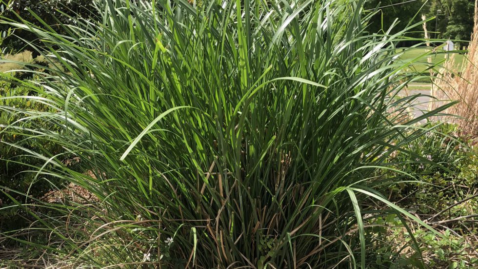 Ornamental Grass | Gardening in the Panhandle