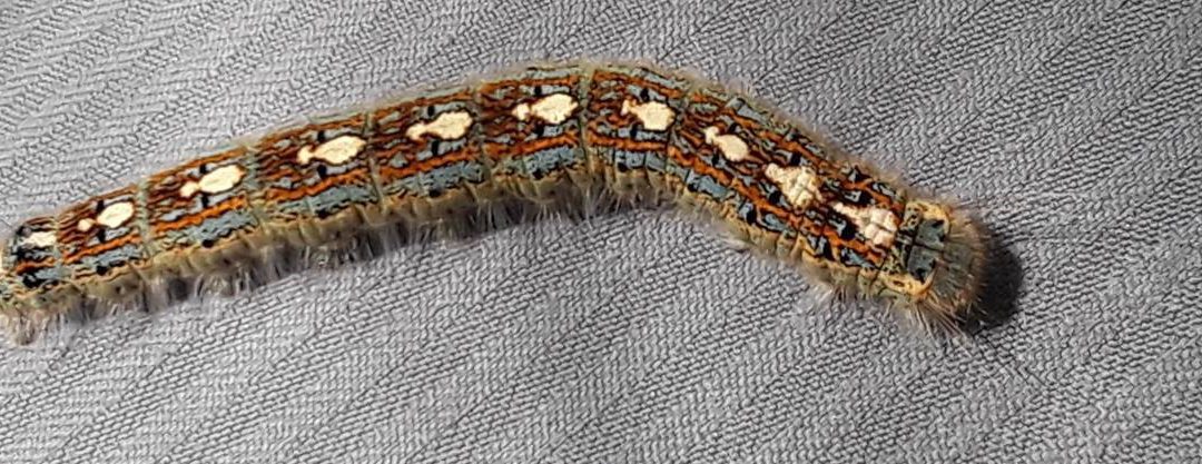 Descending from the Trees: The Forest Tent Caterpillar