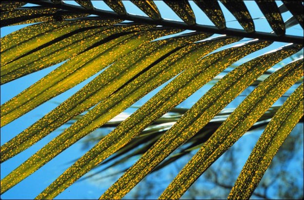 Potassium-deficient older leaf of Dictyosperma album (hurricane palm) showing translucent yellow-orange spotting.