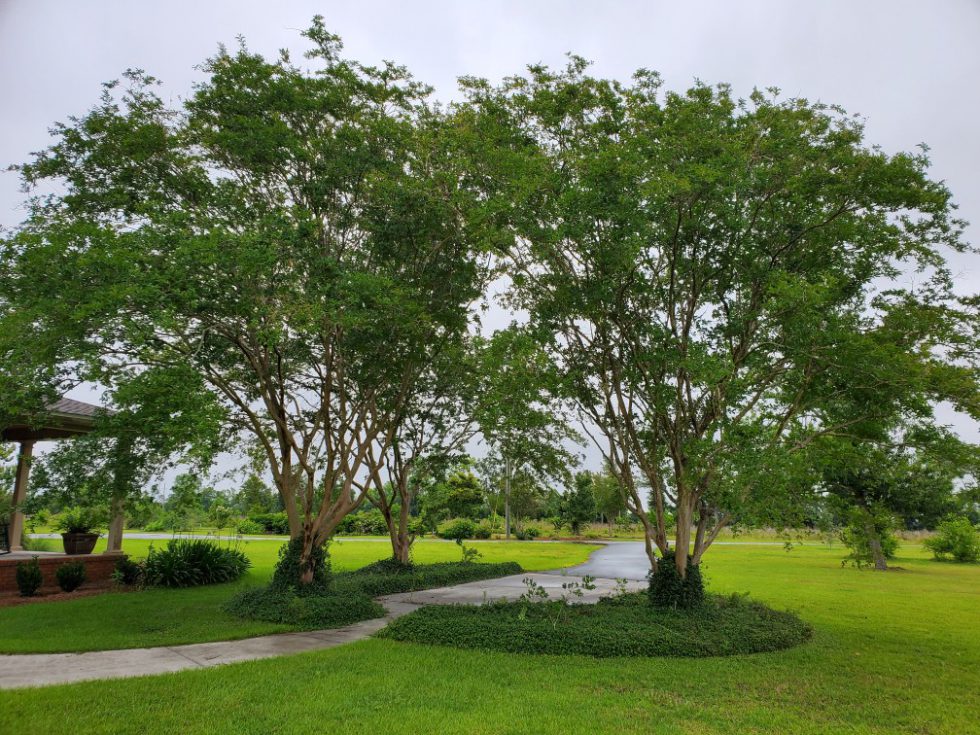 Crape Myrtle Gardening in the Panhandle