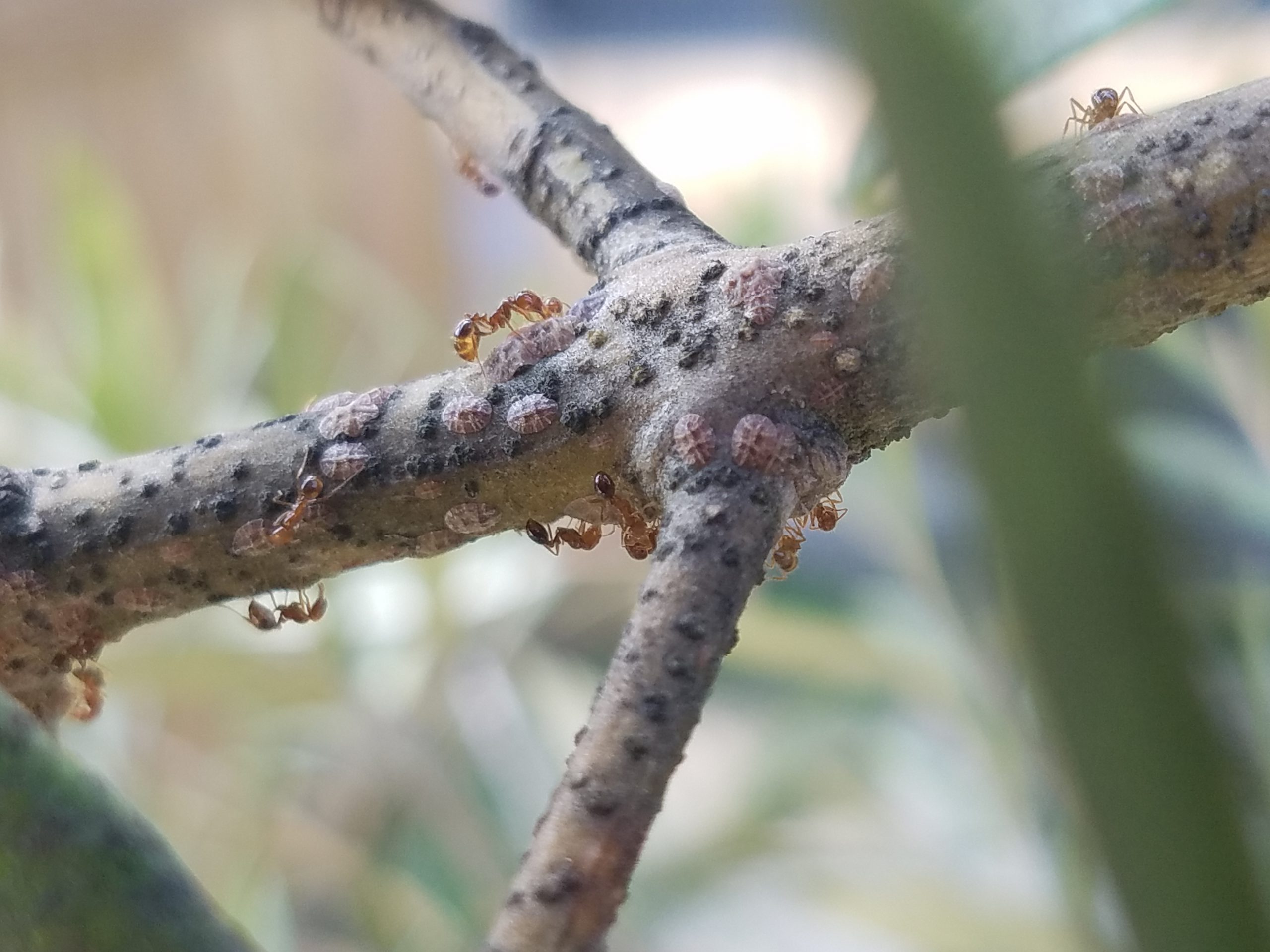 Scale insects on tea stem, Location : Mealani, Hawaii